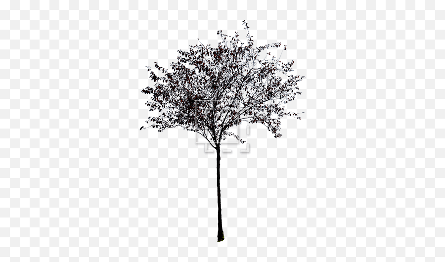 Download Trees Without Leaves Png Picture Library Stock - Small Tree Black And White Hd,Tree Leaves Png