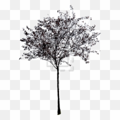 Download Trees Without Leaves Png Picture Library Stock - Small Black And White Hd