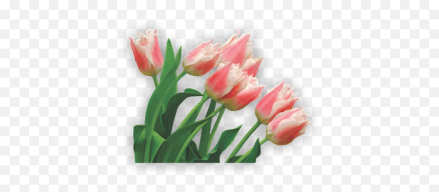 Download Photo - Tulip Full Size Png Image Pngkit Tulipes,Tulip Png