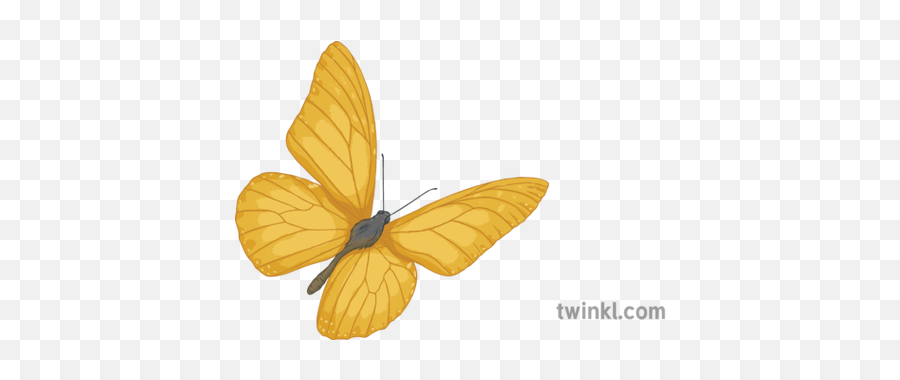Yellow Butterfly Private Peaceful English Story Insect - Riodinidae Png,Yellow Butterfly Png