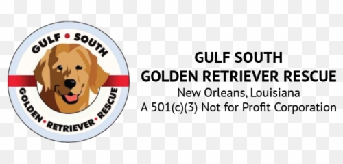 Gulf South Golden Retriever Rescue - Golden Retriever Png,Golden Retriever Transparent