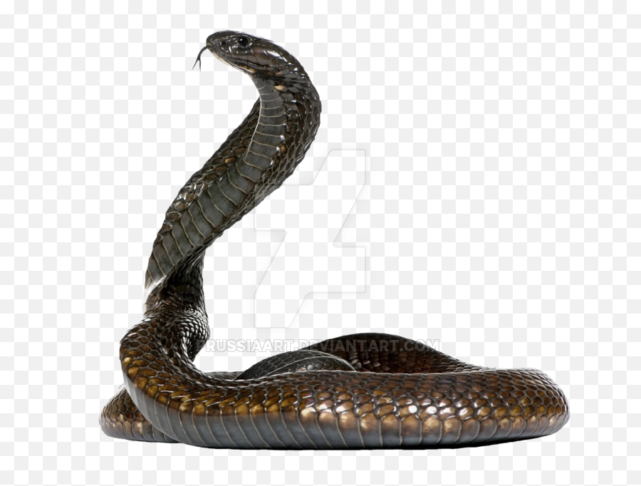 Egyptian Cobra Snake Cape King - Snake Transparent Background Png,Cobra Png