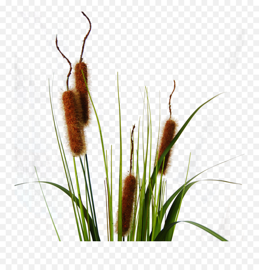 Typha Cattail Png Image - Cattail Png,Cat Tail Png