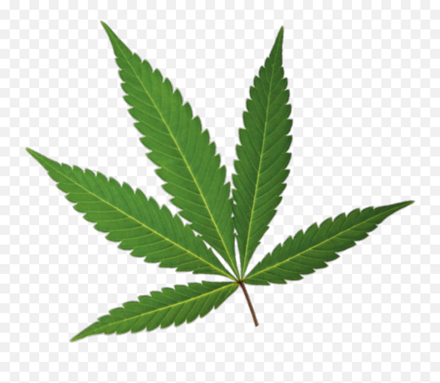Cannabis Leaf - Greenline Pos Marijuana Leaf Png,Pot Leaf Transparent