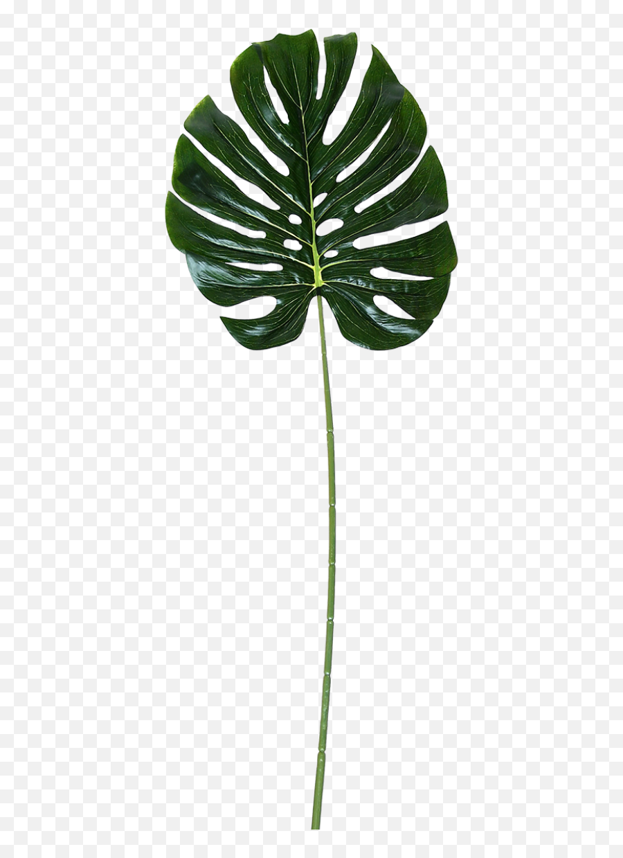 Monstera Leaf - Pálmalevél Dekoráció Png,Monstera Leaf Png