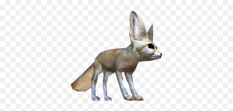 Fennec Fox - Swift Fox Png,Fennec Fox Png