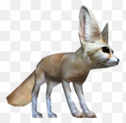 Fennec Fox - Swift Fox Png,Fennec Fox Png