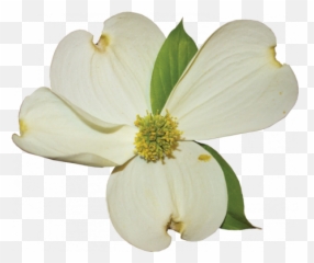Dogwood Flower 01 Graphic - Flowering Dogwood Png,Dogwood Png