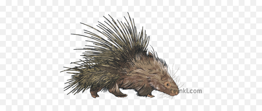 Porcupine Animal Mammal Quills Prickly Defense Nature Mps - Erinaceidae Png,Porcupine Png