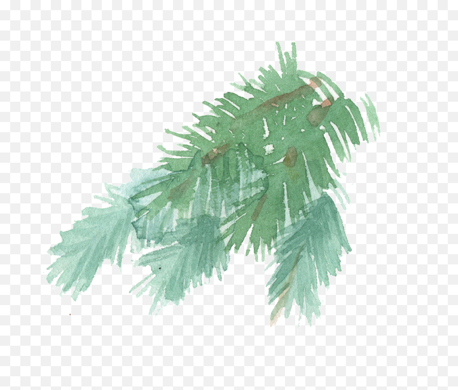 Hand Painted A Few Pine Tree Branches - Pine Tree Stem Watercolor Png,Watercolor Tree Png