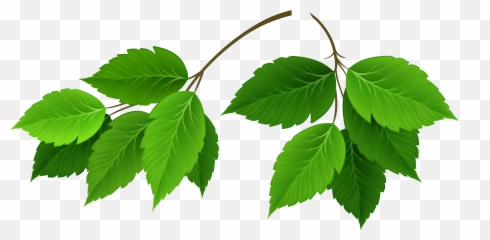 Green Leaves Clipart Transparent Png