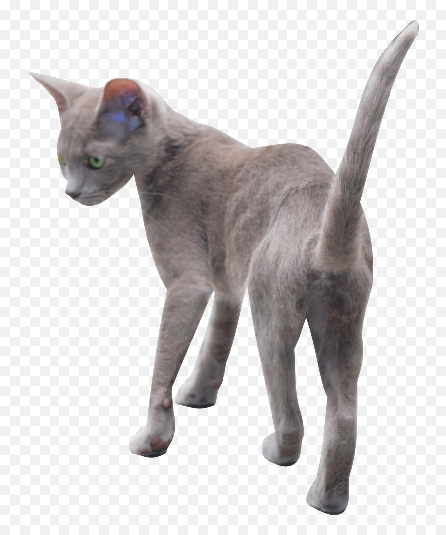 Cut Out Png - Russian Blue,Kitten Png