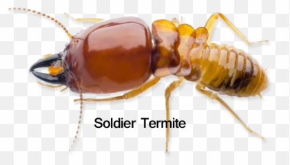 Adams Pest Control Solutions - Hoverfly Png,Termite Png