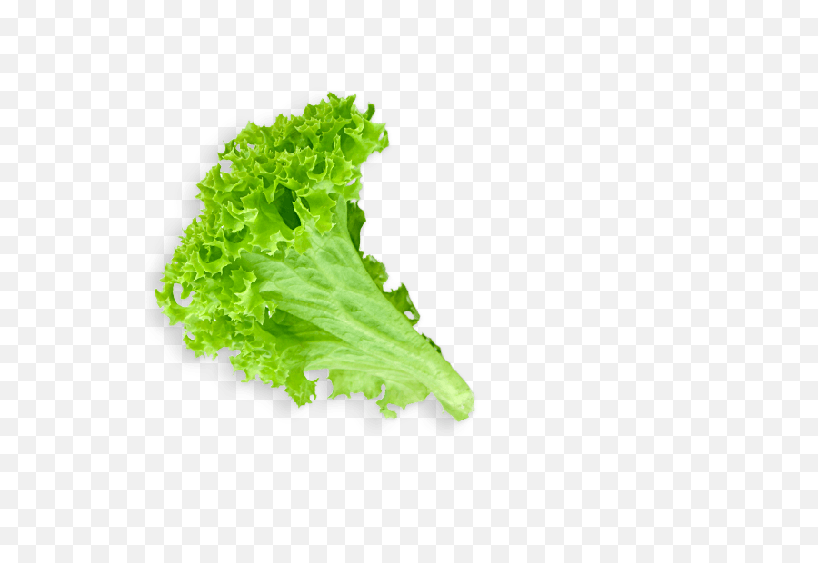 Download Lettuce Leaf - Lettuce Leaf Transparent Background Png,Salad Png