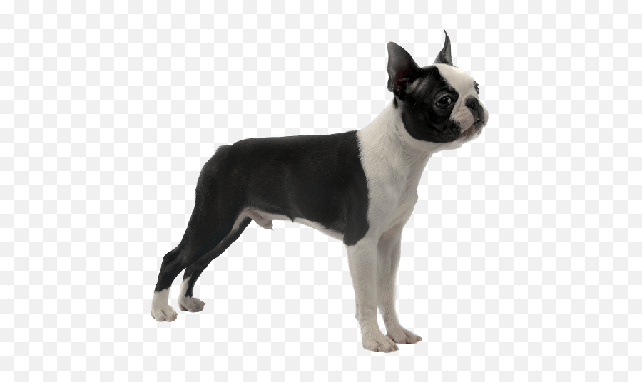 Boston Terrier - Boxing Terrier Png,Boston Terrier Png