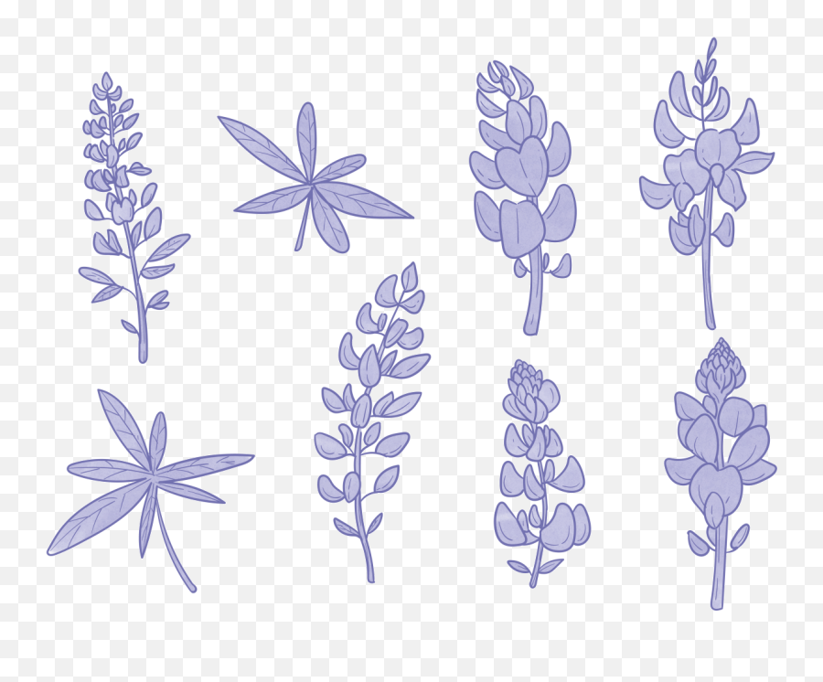 Lavender Icons - Vector Bluebonnet Flower Png,Lavendar Bush Icon
