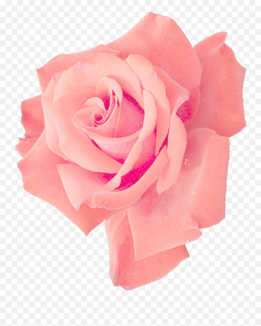 6 Pink Rose - Transparent Pink Flower Png,Real Rose Png