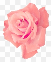 6 Pink Rose - Transparent Pink Flower Png,Real Rose Png