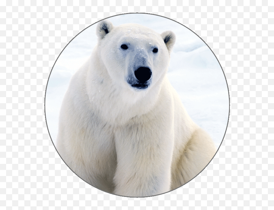 Learn Italian Alphabets - Polar Bear Png,Polar Bear Icon