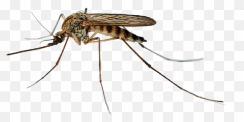 Png Transparent Images Pictures - Mosquito Transparent Background,Mosquito Transparent