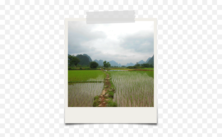 Why Gluten - Free U2013 Edward U0026 Sons Trading Co Rice Fields In Ancient China Png,No Gluten Icon