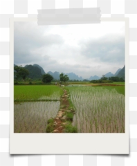 Why Gluten - Free u2013 Edward u0026 Sons Trading Co Rice Fields In Ancient China png