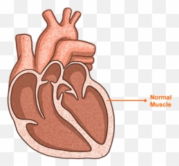Heart Failure With Reserved Ejection Fraction Hfref U2014 U201ca - With Preserved Ejection Fraction Icon png