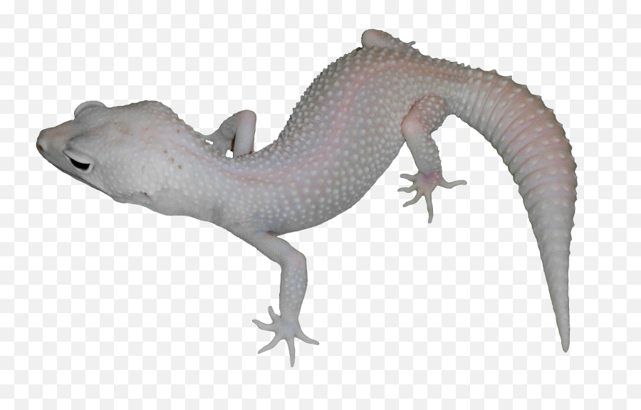 Introduction Of Our Leopard Geckos U2014 Steemit - Alligator Lizard Png,Moonlight Png