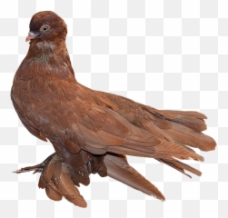 Png Paloma Red - Imagens De Ave Png,Paloma Png