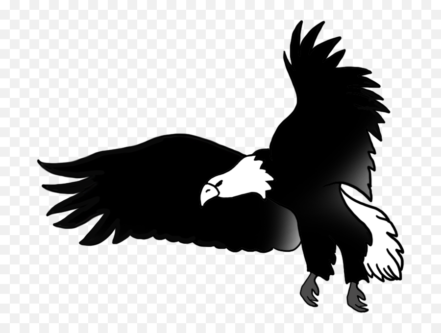 Bald Eagle Drawings - Diagram Of An Eagle Png,Bald Eagle Transparent