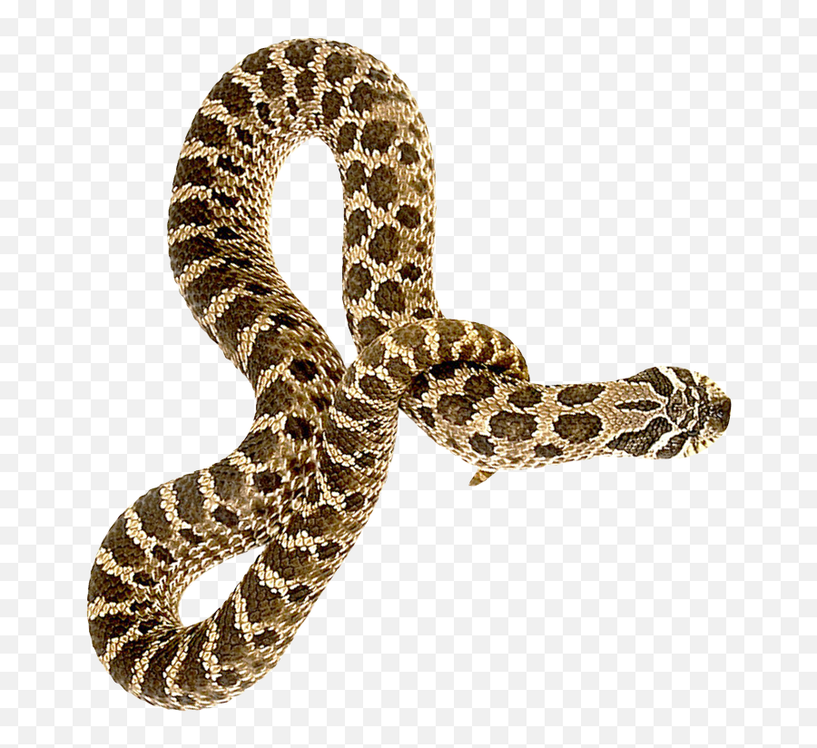 Snake Png Image For Free Download - Snake Hd Png,Serpent Png