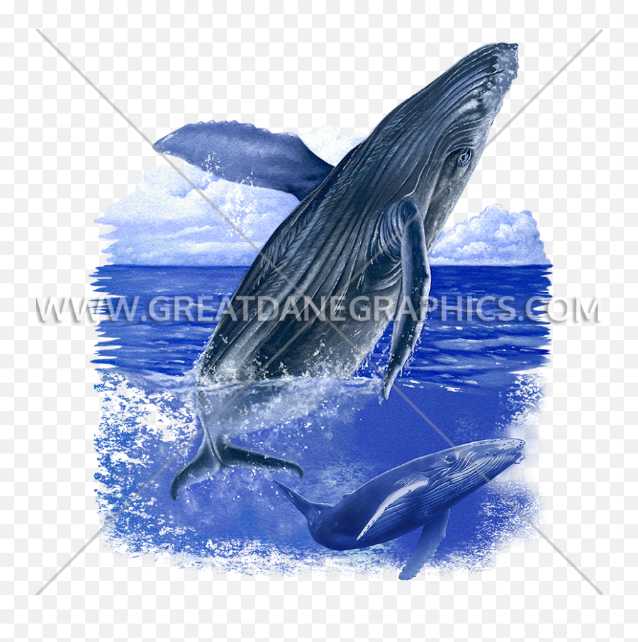 Humpback Whale Production Ready Artwork For T - Shirt Printing Png,Humpback Whale Png