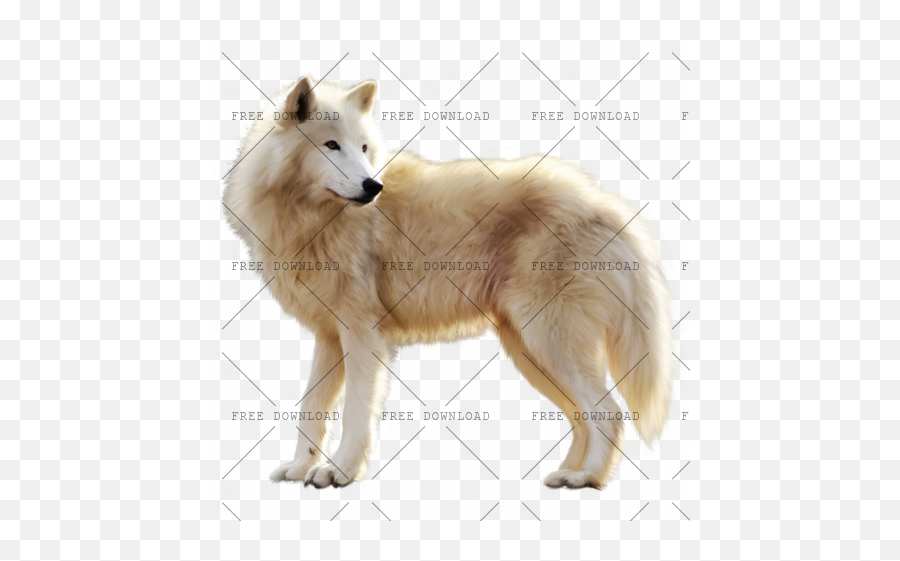 Arctic Fox Png Image With Transparent Background - Photo 96,Husky Png