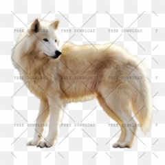 Arctic Fox Png Image With Transparent Background - Photo 96,Husky Png
