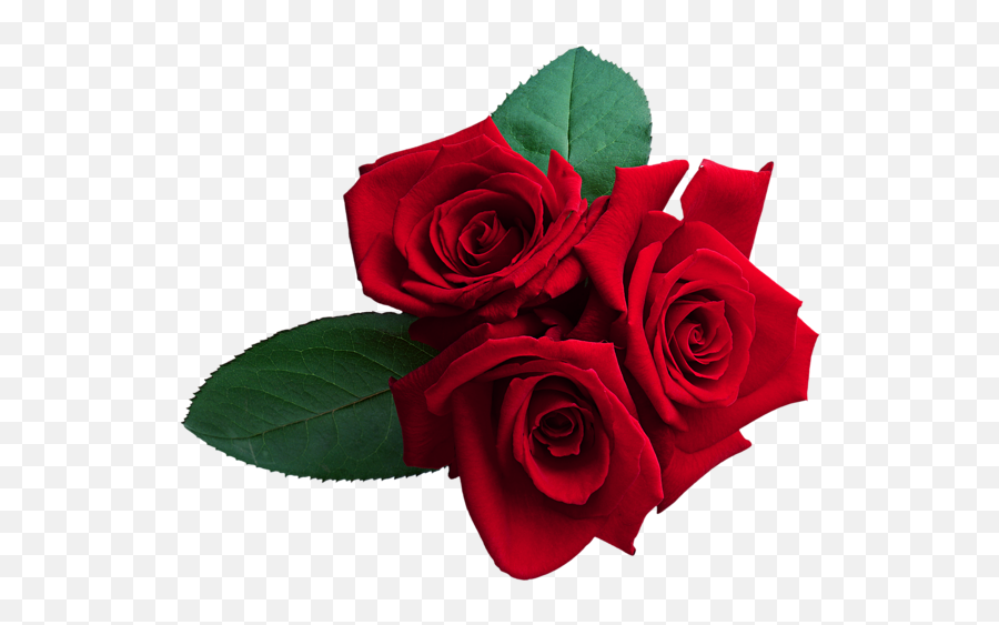 Rose Png Flower Images Free Download - Real Roses Png,Real Flowers Png