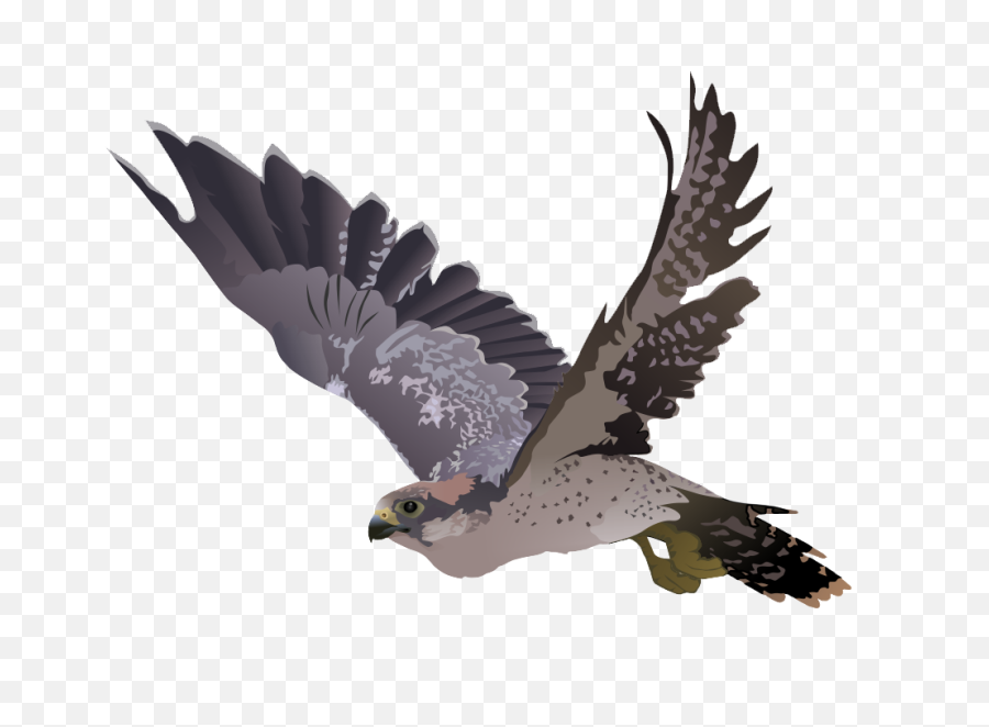 Falcon Png Transparent Images 7 - Cartoon Falcon Transparent Background,Falcon Png