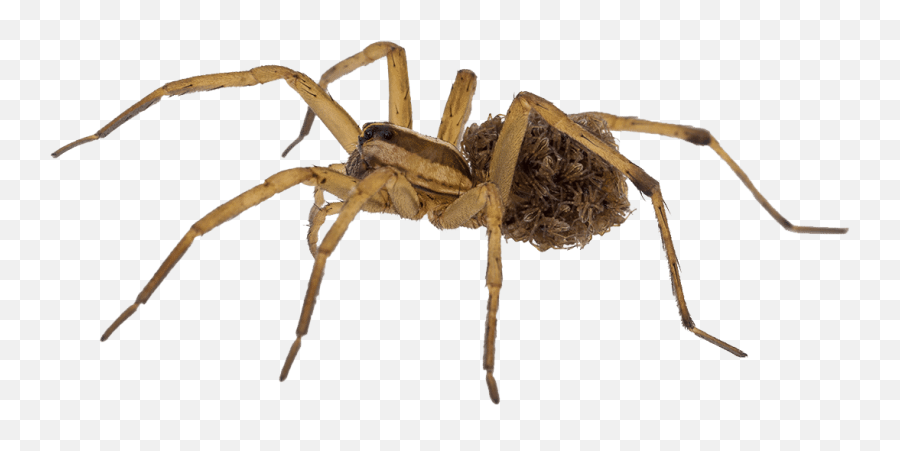 Wolf Spider Babies White Background 2 - Venomous Spiders In Trinidad Png,Spider Transparent Background