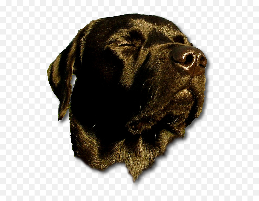 Index Of - Transparent Dog Head Png,Dog Head Png