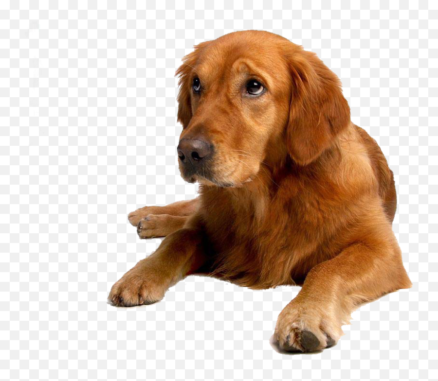 The Golden Retriever Club Of Greater Toronto U2013 Promoting - Golden Retriever Puppy Labrador Png,Golden Retriever Transparent