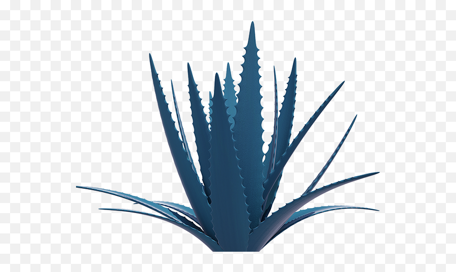 Agave Azul Png 1 Image - Maguey Png,Agave Png