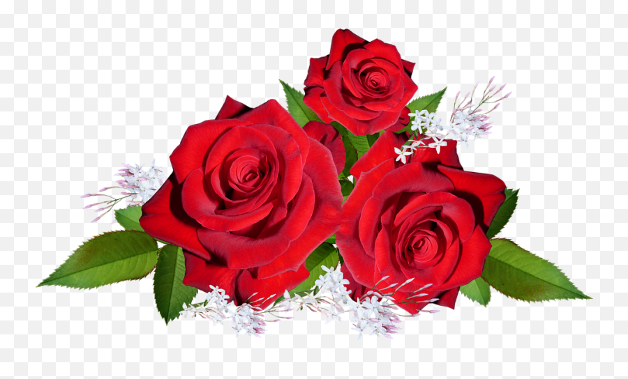 Roses Red Flowers - Free Photo On Pixabay Garden Roses Png,Jasmine Png