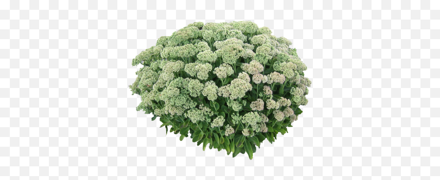 John Sankey Job - White Flower Bush Png,Shrubbery Png