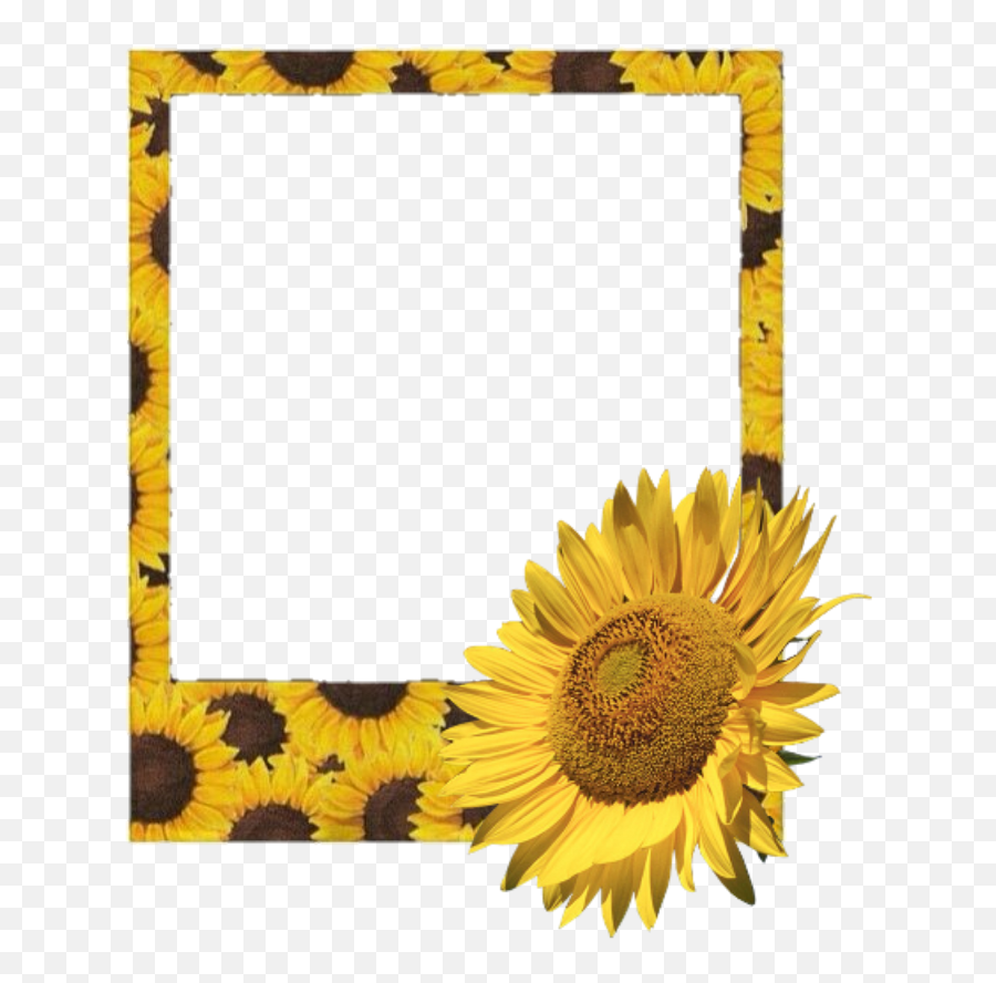 Flower - Aesthetic Yellow Polaroid Frame Png,Film Frame Png