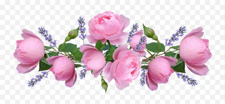 Pink Roses - Transparent Lavender Roses Png,Pink Roses Png