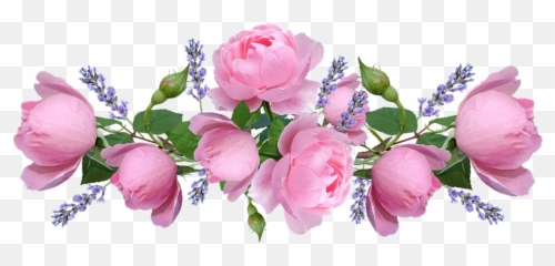 Pink Roses - Transparent Lavender Png