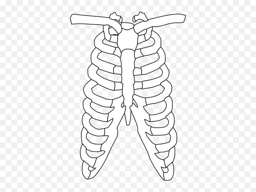 Rib Cage Clip Art - Vector Clip Art Online Skeleton Rib Cage Png,Rib Cage Png