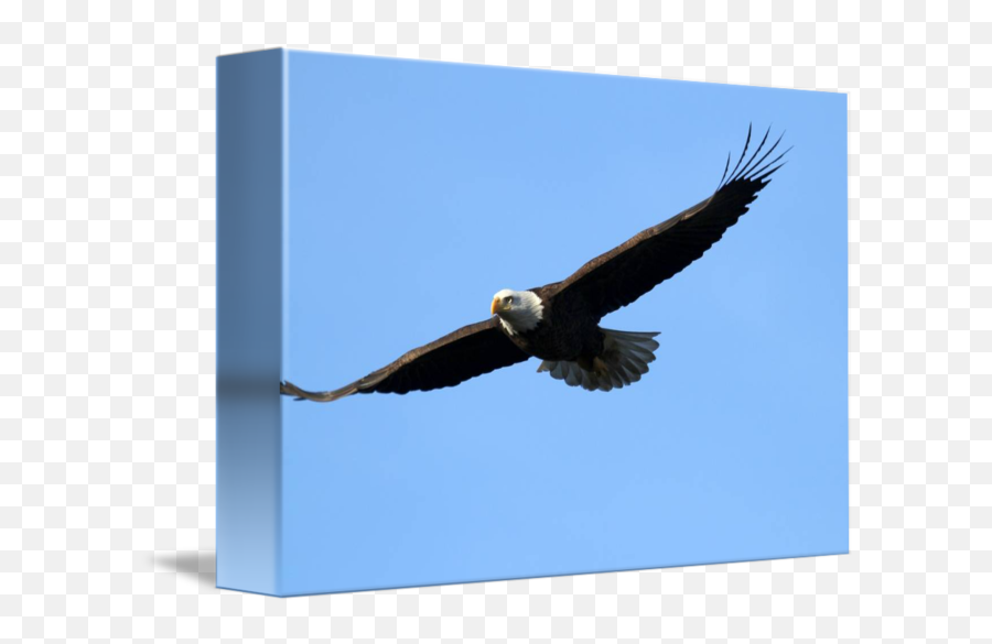 Bald Eagle Flying Proud By Darrin Aldridge - Bald Eagle Png,Eagle Flying Png