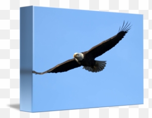 Bald Eagle Flying Proud By Darrin Aldridge - png