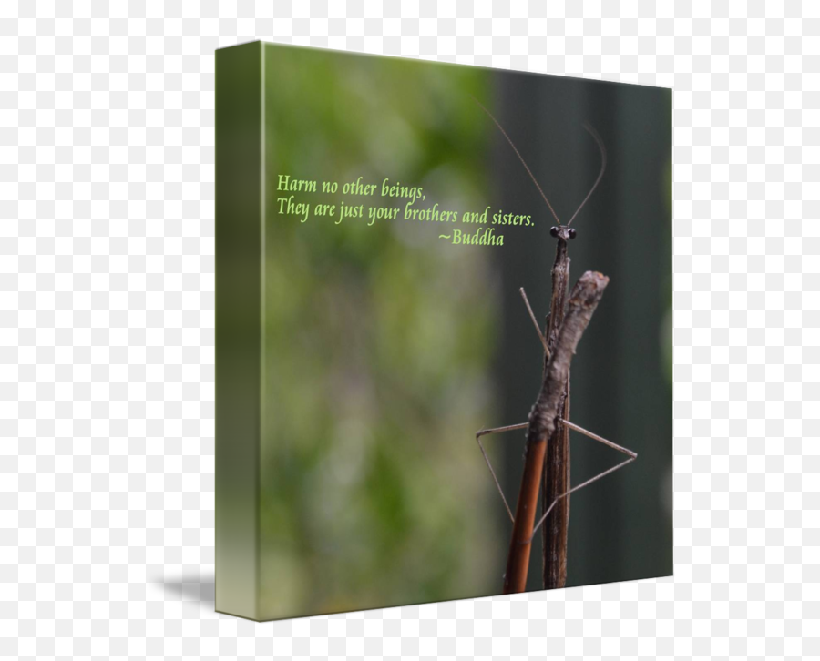 Young Praying Mantis Says By Cristina Spurr - Twig Png,Praying Mantis Png