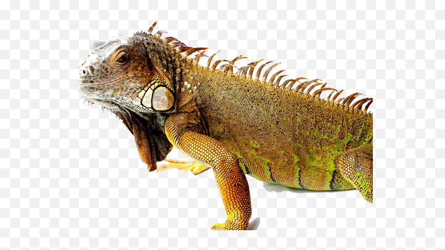 Iguana Png Picture - Iguana Png,Iguana Transparent Background